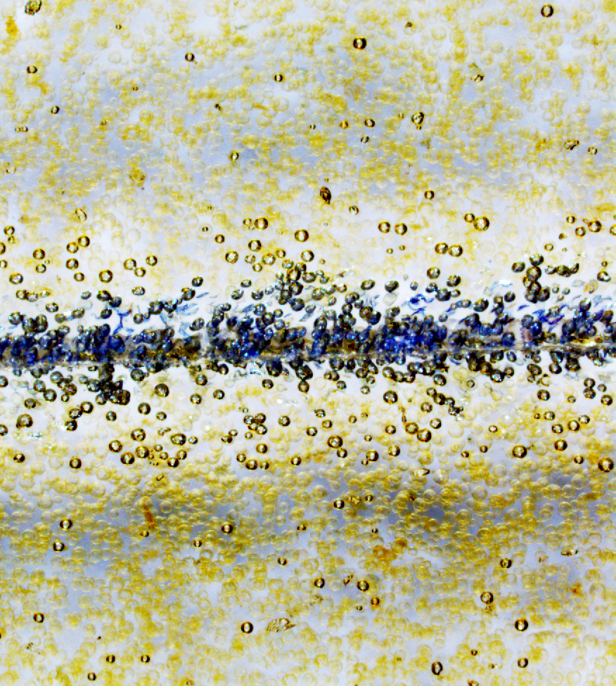 Professor Nancy Sottos – Polymers with Biologically-Inspired Autonomous Functions